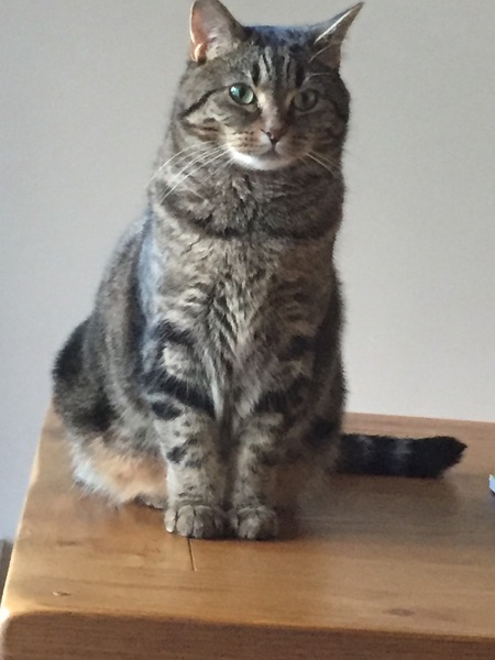 Your rescue animal story