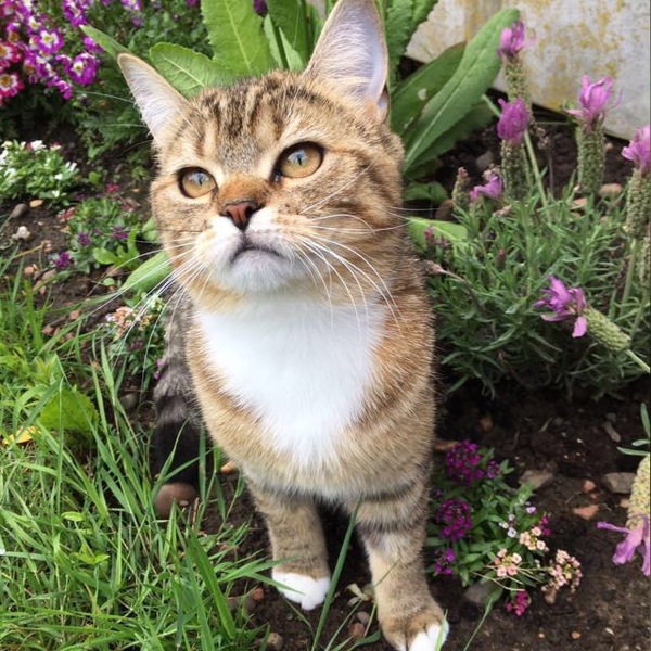 To ask what to do with the cat?