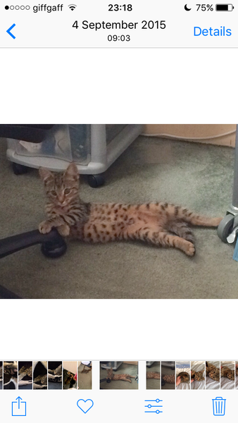 7 weeks bengal, is it too young