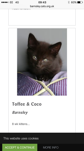 Need an unusual kitten name!
