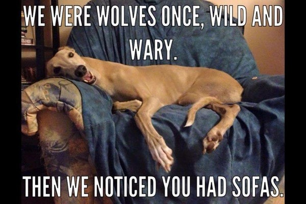 Dogs on sofas?