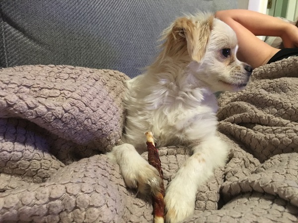 Do you want to share pics of your dog(s)?