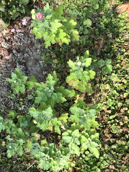 Please could you identify these 3 plants