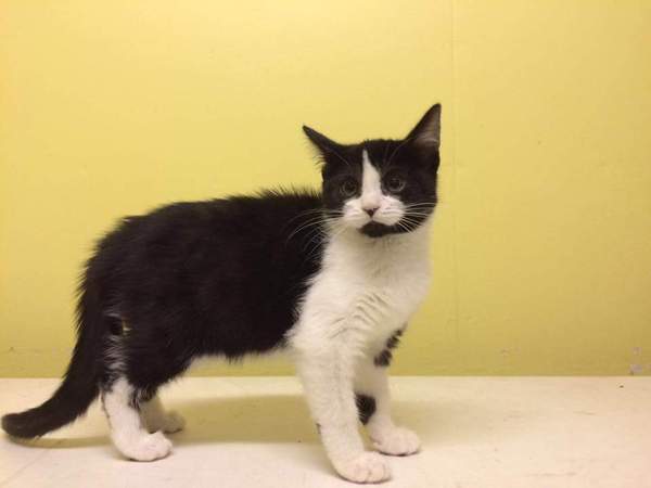 If you were going to name a black and white kitten...