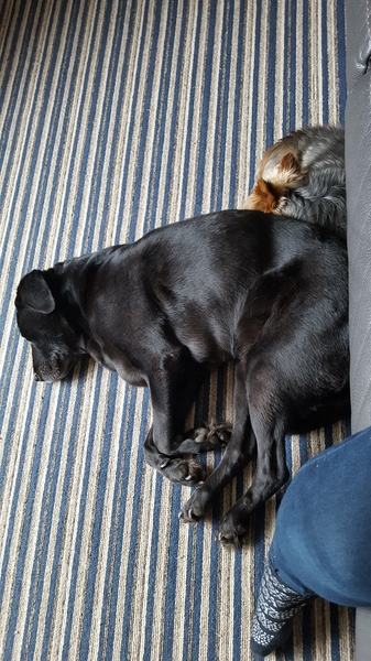 Do you want to share pics of your dog(s)?