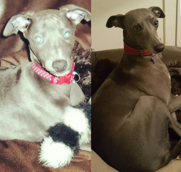 We got a whippet puppy(ish)