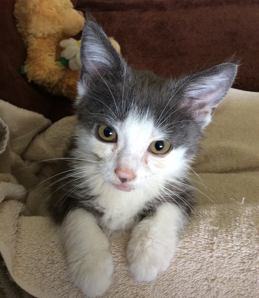 Liver shunt in kitten