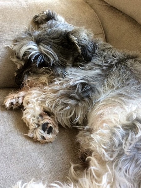 Dogs on sofas?