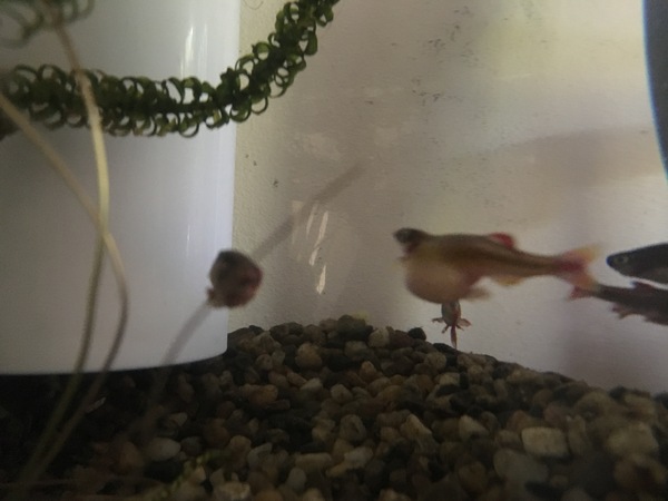 What is wrong with my minnow?
