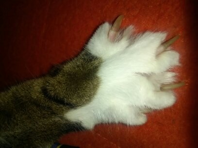 What's your DCat up to today? Episode 6, Return of the... Cats?