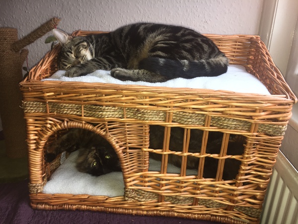 To ask what to do with the cat?