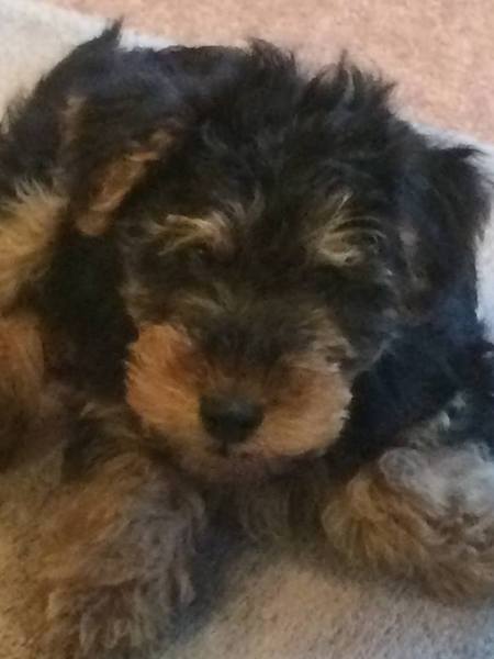 Do you want to share pics of your dog(s)?
