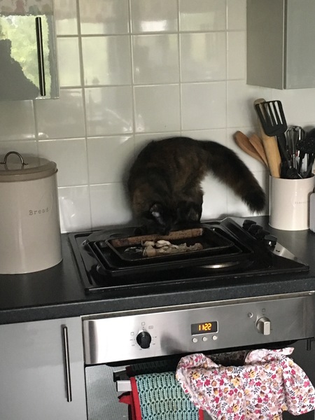 Cats still catting away part 5