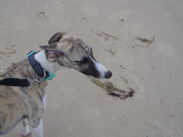 Do you want to share pics of your dog(s)?