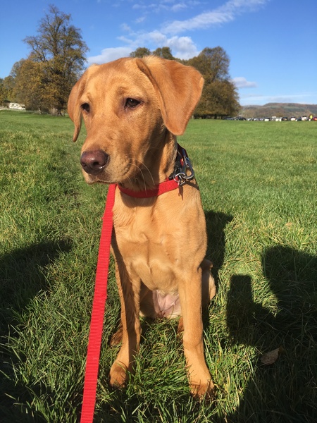 Seriously, what are you buying your dog for Christmas?