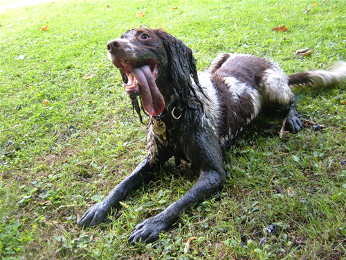 to ask your top tips for getting rid of the smell when your dog rolls in something vile?