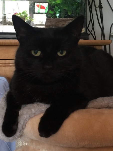 Your rescue animal story