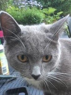 To ask what to do with the cat?