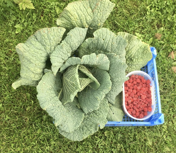 Allotment/Veg patch thread 11 'We bid  farewell to rainbow leaves but will keep plotting along'