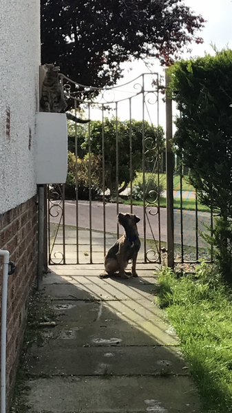 Could I get a dog?