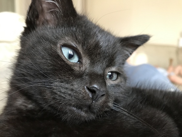 Your rescue animal story
