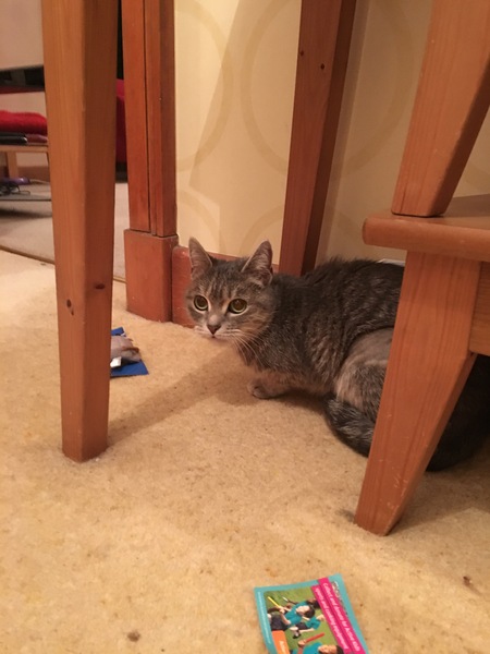 Kitten fosterers needed