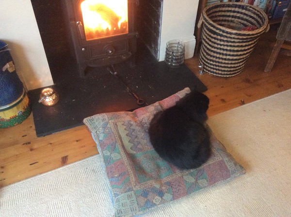 To have put the heat on today so the cats can cuddle up to the radiator??