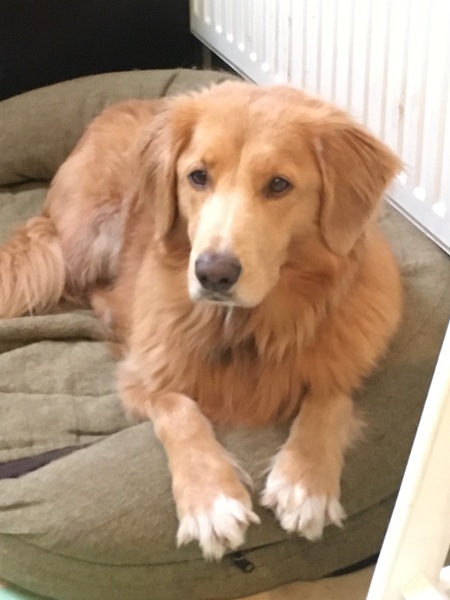 Do you want to share pics of your dog(s)?