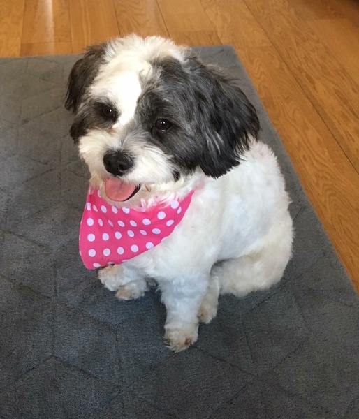Do you want to share pics of your dog(s)?