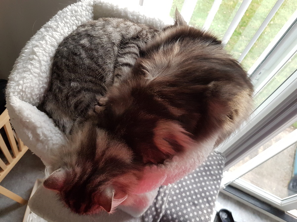Adopting a Cat