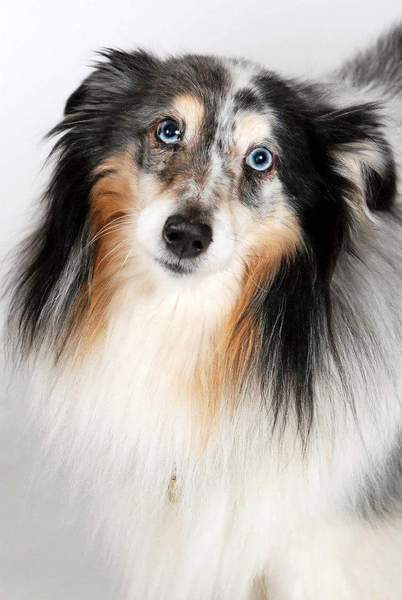 Do you want to share pics of your dog(s)?