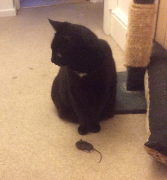 Cats still catting away part 5