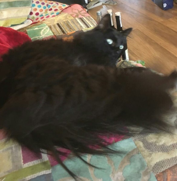 Cats still catting away part 5