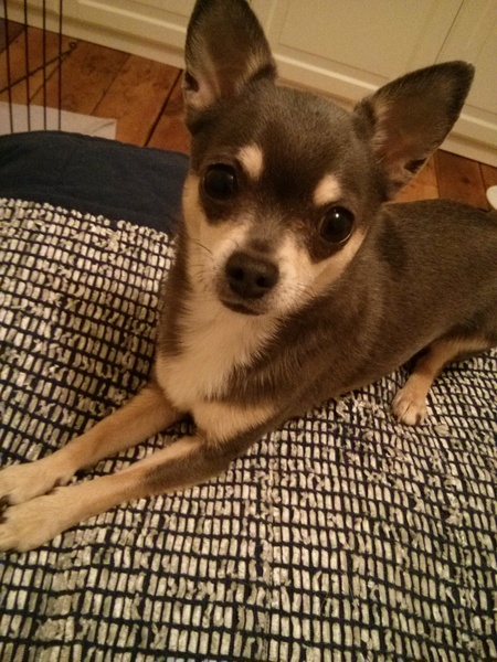 Please tell me about very small dogs