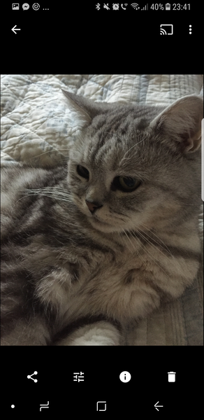 To ask what to do with the cat?