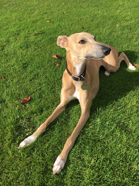 Do you want to share pics of your dog(s)?