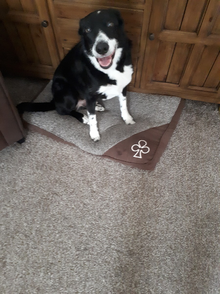 Would you rehome a 16 year old dog?