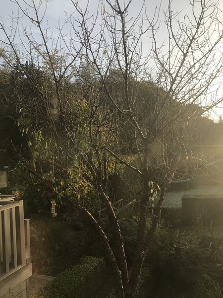 Pruning ornamental cherry