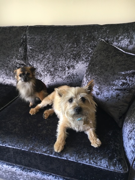 Dogs on sofas?