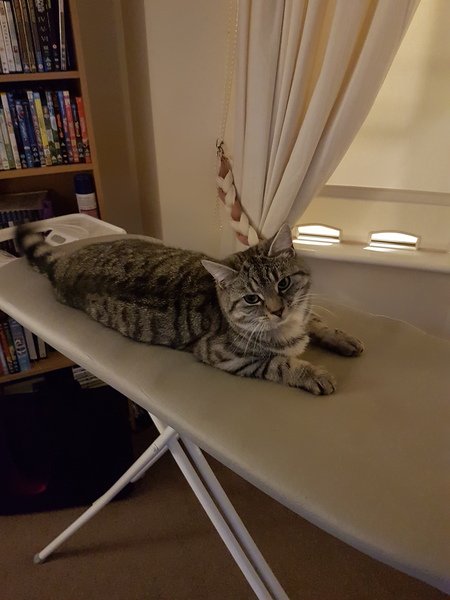 Cats still catting away part 5