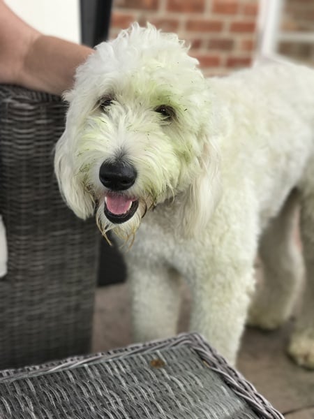Do you want to share pics of your dog(s)?