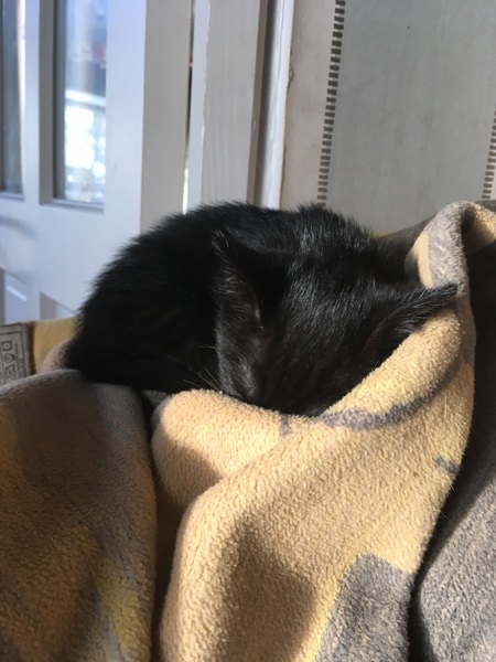 Found a kitten, what's next?