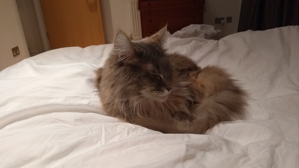 Cats still catting away part 5