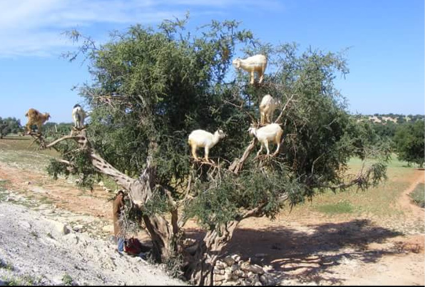 Thinking of half term in Morocco