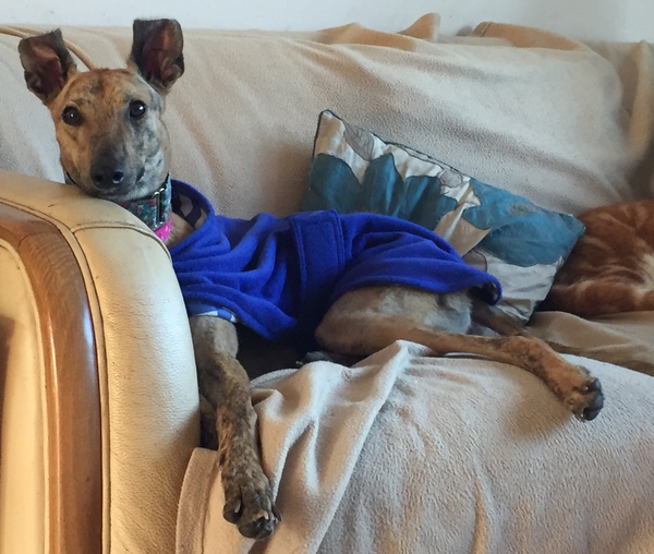 My new foster girl :-)