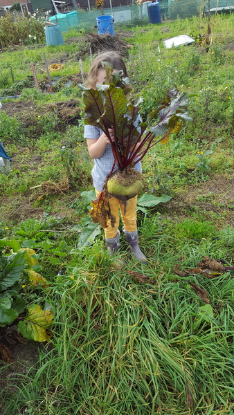 Allotment/Veg patch thread 11 'We bid  farewell to rainbow leaves but will keep plotting along'