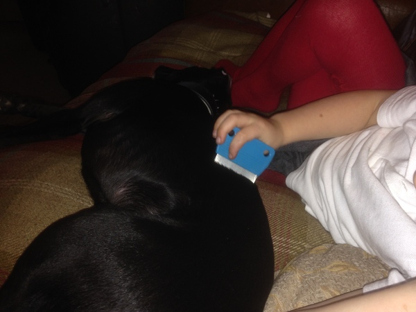 Dogs on sofas?