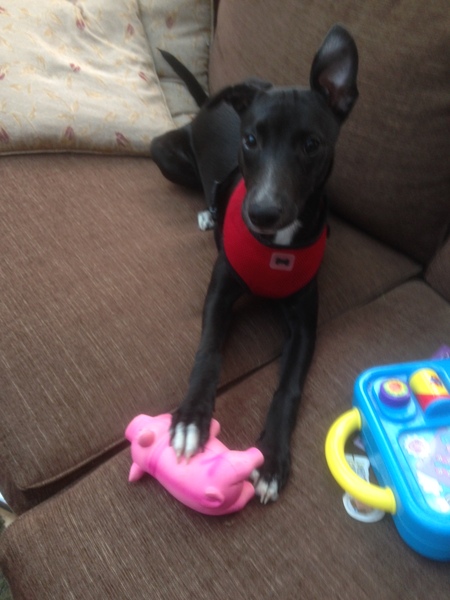 We got a whippet puppy(ish)