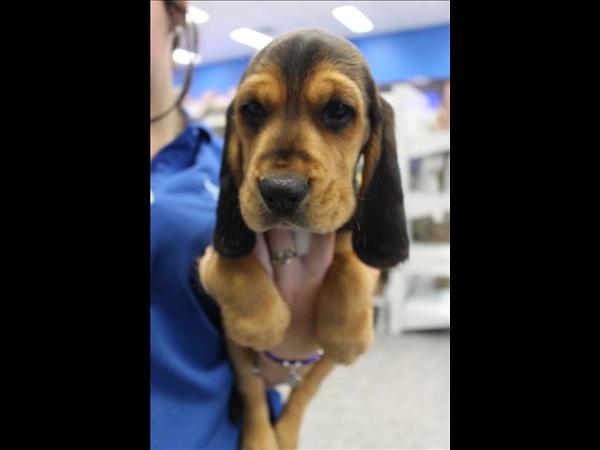 to ask your top tips for getting rid of the smell when your dog rolls in something vile?