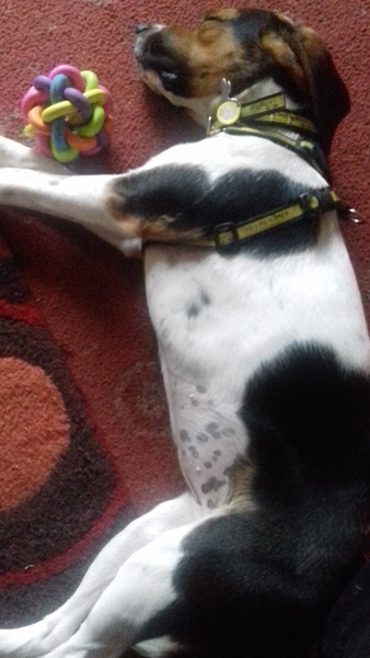 Help been driven to despair/ divorce by 11 month old beagle